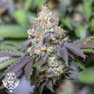 SeedStockers Seeds x G13 Labs Seeds Granny’s Marker