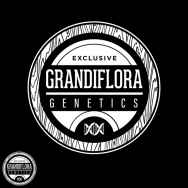 Grandiflora Genetics Soufle Soup