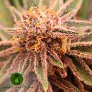 Green Luster Phenos Burn Berry