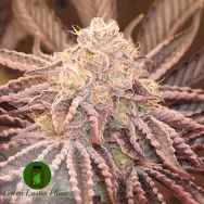 Green Luster Phenos Cream 47