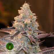 Green Luster Phenos Diesel Dessert