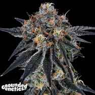 Grounded Genetics Blue Fumez