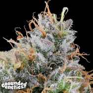 Grounded Genetics Ultraviolet Sherb