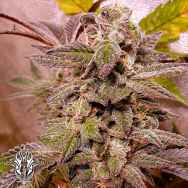 Holy Smoke Seeds Blueberry Cane