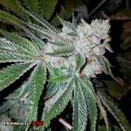 Humboldt CSI Seeds Triangle Kush S1