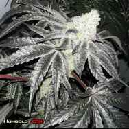 Humboldt CSI Seeds Wedding Cake S1