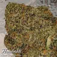 Humboldt Seed Organization 31 Ghosts