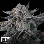 LIT Farms Seeds Gas Fruit