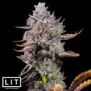 LIT Farms Seeds Half Baked