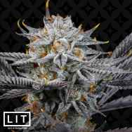 LIT Farms Seeds LIT Sherb