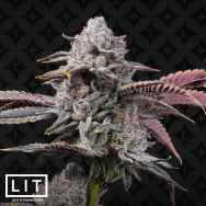 LIT Farms Seeds Lemon Cherry Gelato S1