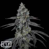 LIT Farms Seeds Lemon Cherry Martini