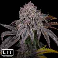 LIT Farms Seeds Lemon Zoap