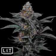 LIT Farms Seeds Soaptini