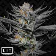 LIT Farms Seeds Strawberry Sunrise