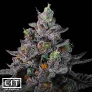 LIT Farms Seeds Sunset Martini