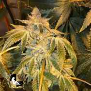 188px x 188px - Lady Sativa Genetics Cannabis Seeds | The CHOICE SeedBank