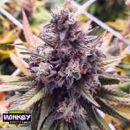 Monkey Genetics Banana Boogie Split