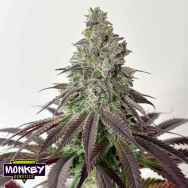 Monkey Genetics Frosty Acai Mintz