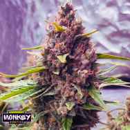 Monkey Genetics Grand Daddy Purpz