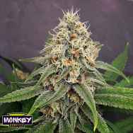 Monkey Genetics Lemon Skunk