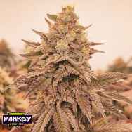 Monkey Genetics Orangu Tangie