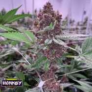 Monkey Genetics Tropicanna Cherry Runtz