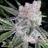 Mosca Seeds Bubblegum Boogie