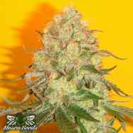 Mosca Seeds Chem #4 x OTM #1