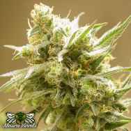 Mosca Seeds Cinderella 99 BX-1