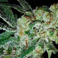 Mosca Seeds Pink Gorilla