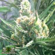 Mosca Seeds Pink Lemon-Aid