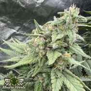 Mosca Seeds Pink LemonAid S1