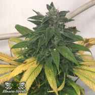 Mosca Seeds White Widow