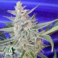 TGA Mz Jill Genetics Space Queen F3