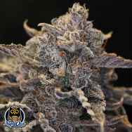 Night Owl Seeds Pocket Sand AUTO