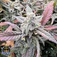 Night Owl Seeds Strawberry Milk and Qookies Remix Auto