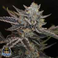 Night Owl Seeds Strawberry Safari V2 AUTO