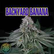 Perfect Tree Seeds Backyard Banana (BANANA PUNCH LINE REG)