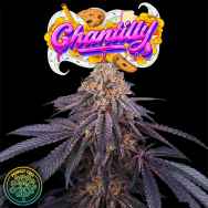 Perfect Tree Seeds Chantilly (JET A LINE FEM)