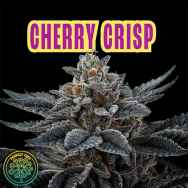 Perfect Tree Seeds Cherry Crisp (CHERRYTINI LINE FEM)