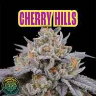 Perfect Tree Seeds CherryHills (CHERRYTINI LINE FEM)