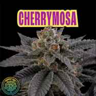 Perfect Tree Seeds Cherrymosa (CHERRYTINI LINE FEM)