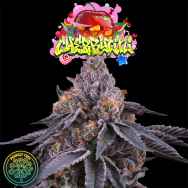 Perfect Tree Seeds Cherrytini S1 (CHERRYTINI LINE FEM)