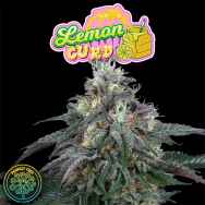 Perfect Tree Seeds Lemon Curd (JET A LINE FEM)