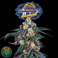 Perfect Tree Seeds Midnight Sunset (JET A LINE FEM)