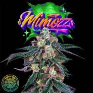 Perfect Tree Seeds Mimozz (PEACH OZZ LINE)