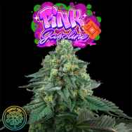 Perfect Tree Seeds Pink Gasoline (PEACH OZZ LINE)