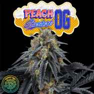 Perfect Tree Seeds Peach Sherbert OG (PEACH OZZ LINE)