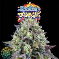 Perfect Tree Seeds Rainbow Triangle